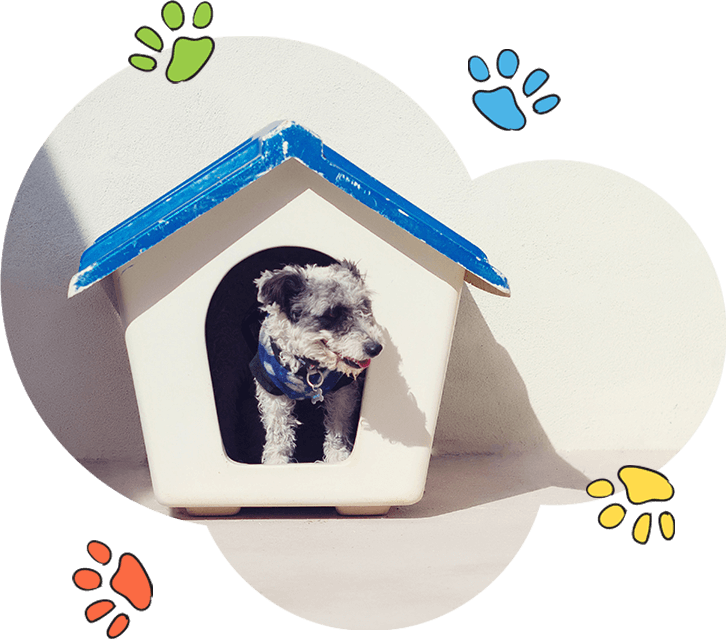 Dog Training At Home