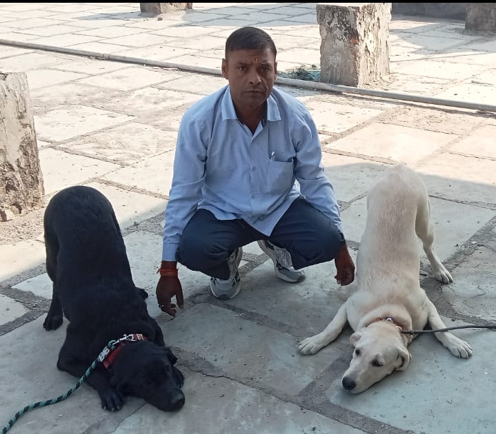 Why Dog Training Essential